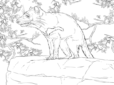 Tasmanian Devil   Marsupial Coloring Page